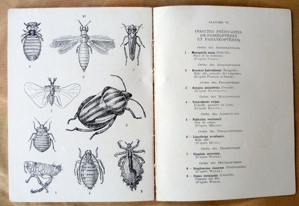 Introduction à l'Entomologie Volume I seul. Anatomie Générale et Classification.