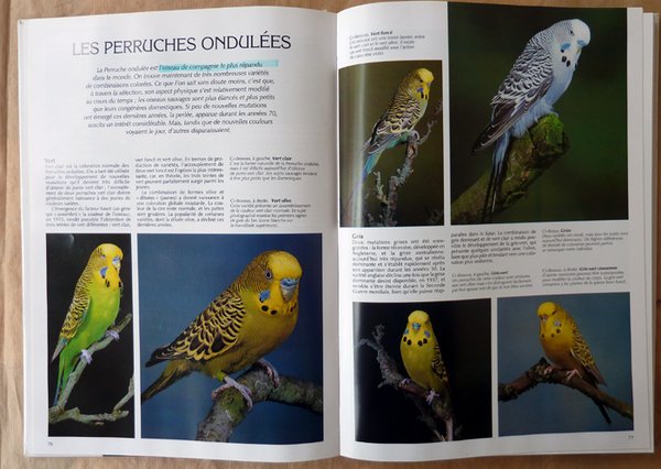 Perroquets et Perruches.