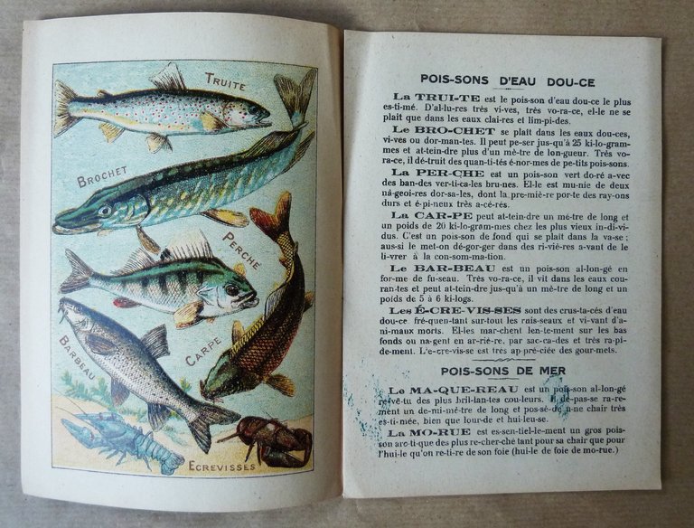 Alphabet Syllabaire des Poissons de Mer et Poissons d'Eau Douce. …