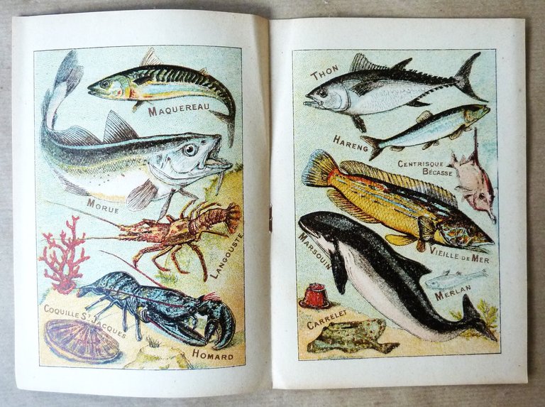 Alphabet Syllabaire des Poissons de Mer et Poissons d'Eau Douce. …