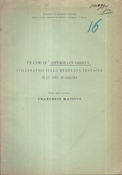 Un caso di "Aspergillus Griseus" sviluppatosi sulla membrana testacea di … | Immagine principale