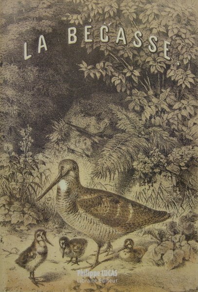 La bécasse.