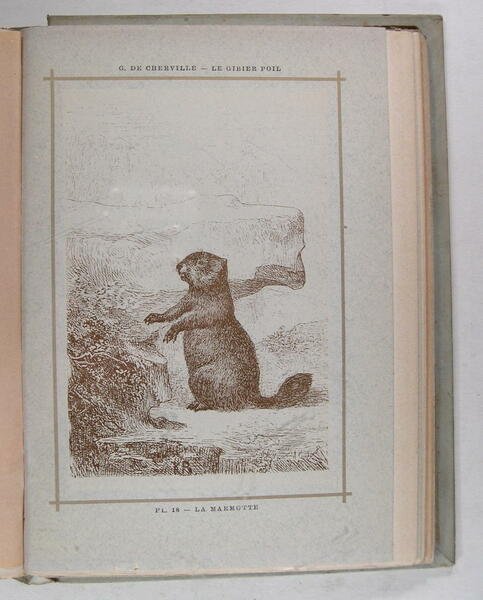 Le gibier poil - Les Quadrupèdes de la chasse - …