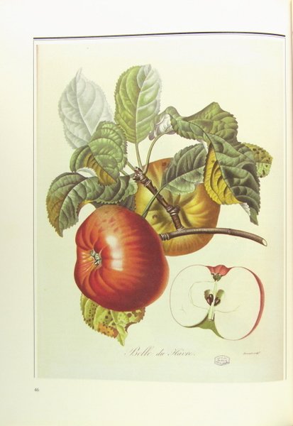La Pomme - Histoire, symbolique & cuisine