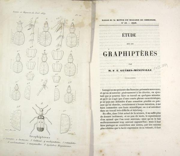 Étude sur les Graphiptères