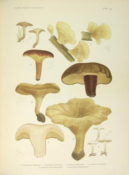 Flora Agaricina Danica