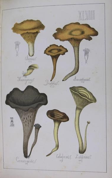 Histoire naturelle des champignons comestibles et vénéneux