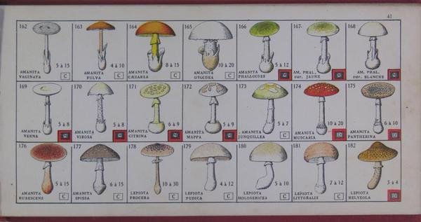 A.B.C. MYCOLOGIQUE