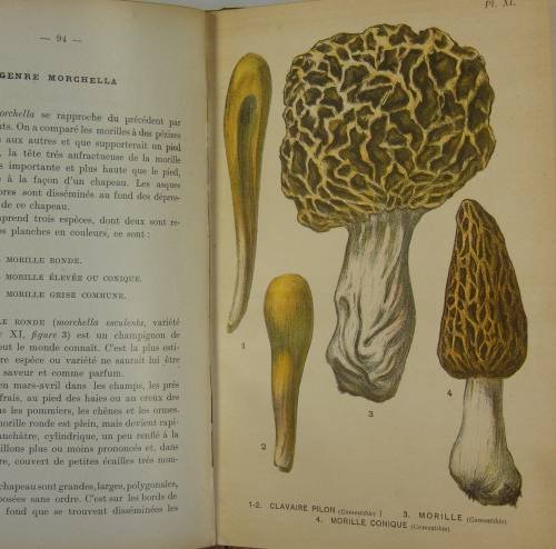 Les champignons comestibles et vénéneux.