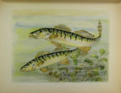 Poissons des rivières de France. Histoire naturelle pour les pêcheurs