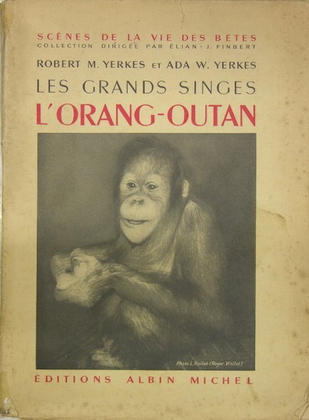 Les grands singes - l’Orang-Outan