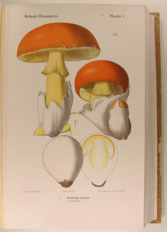 Atlas des champignons de France, Suisse et Belgique.