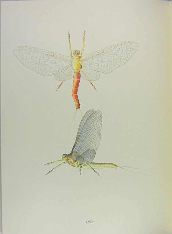 Ephemeras “mayflies” naturals and artificials. | Immagine Gallery 2