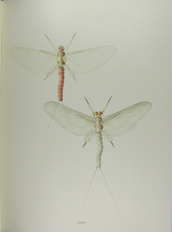 Ephemeras “mayflies” naturals and artificials. | Immagine Gallery 3