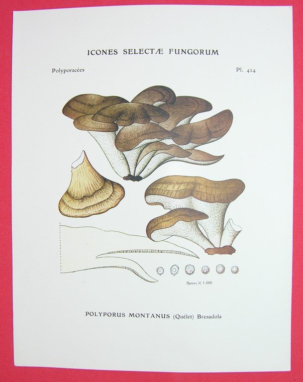 Icones selectae Fungorum.