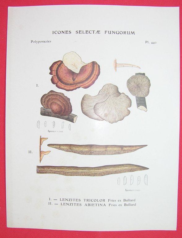 Icones selectae Fungorum.