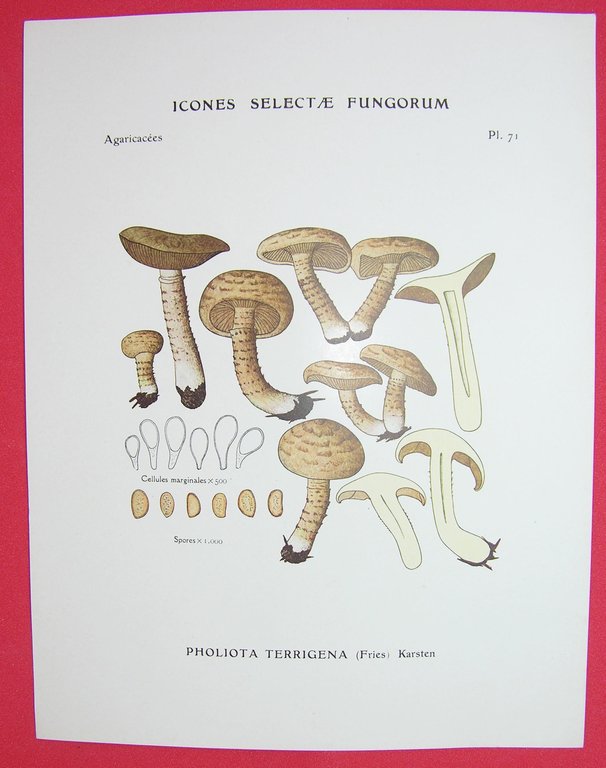 Icones selectae Fungorum.