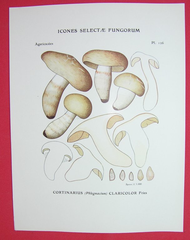 Icones selectae Fungorum.