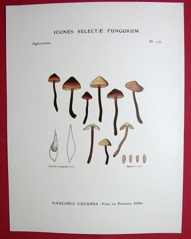 Icones selectae Fungorum.