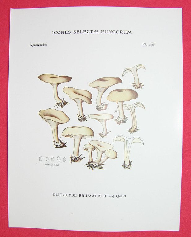 Icones selectae Fungorum.