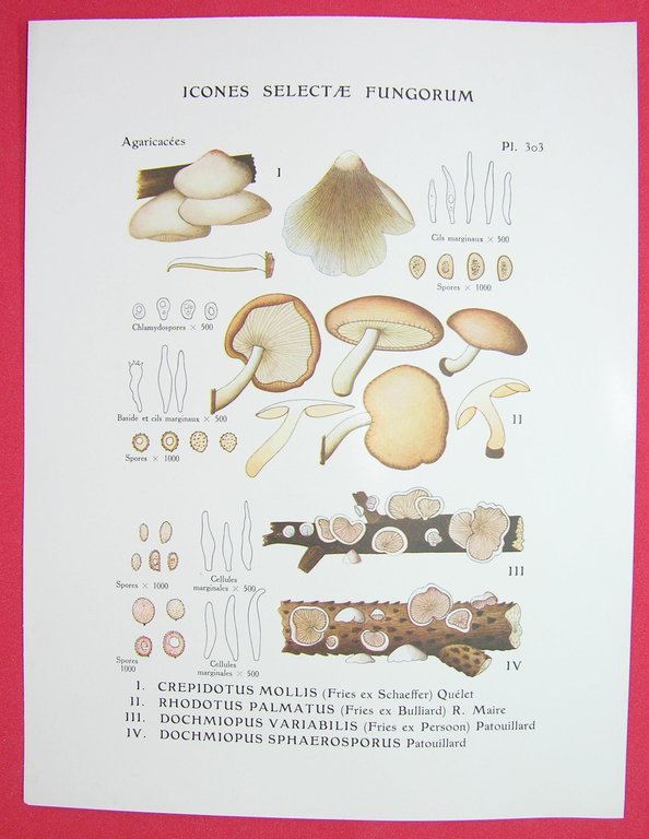 Icones selectae Fungorum.