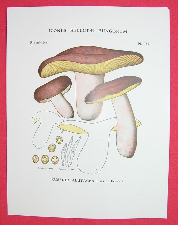 Icones selectae Fungorum.