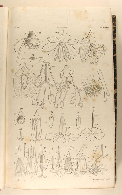 Introduction à l’étude de LA BOTANIQUE, ou traité élémentaire de …