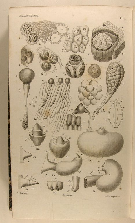 Introduction à l’étude de LA BOTANIQUE, ou traité élémentaire de …