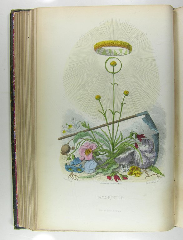 Les fleurs animées. | Immagine Gallery 10