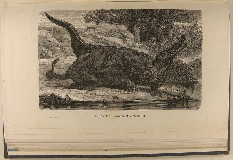 Les grandes chasses
