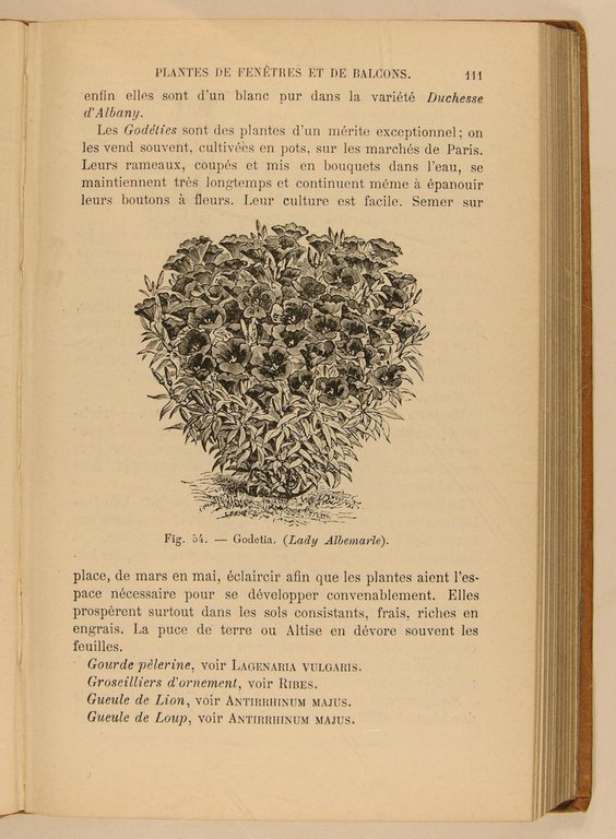 Les plantes d’appartement et les plantes de fenêtres