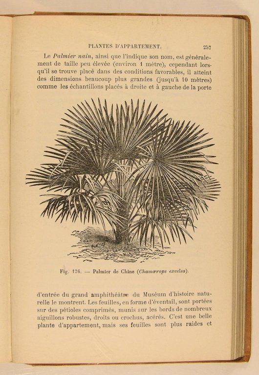 Les plantes d’appartement et les plantes de fenêtres