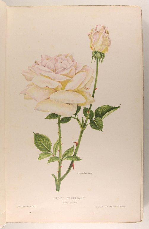 Les plus belles roses au début du XXè siècle