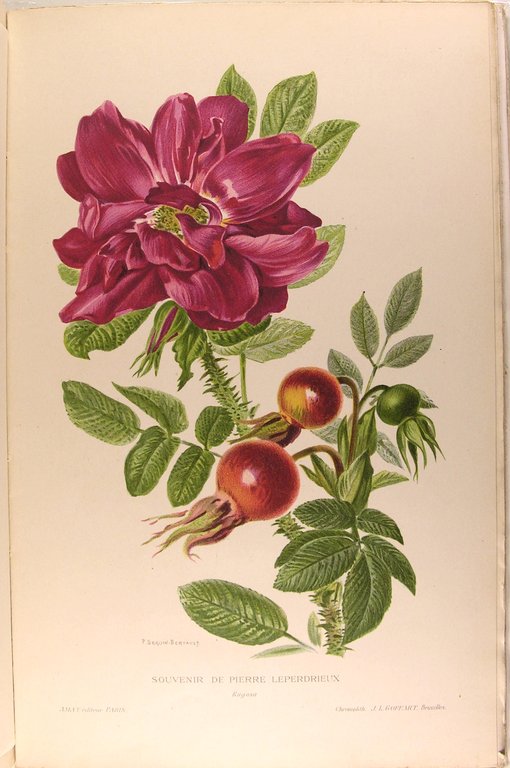 Les plus belles roses au début du XXè siècle