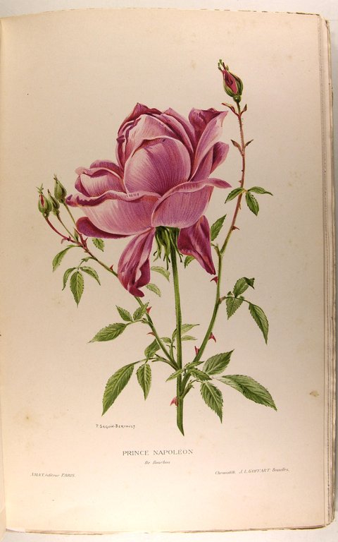 Les plus belles roses au début du XXè siècle