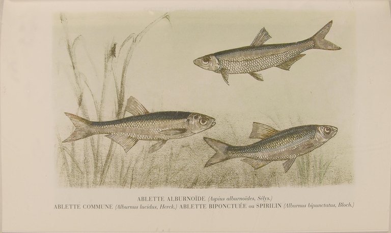 Nouveau dictionnaire général des pêches