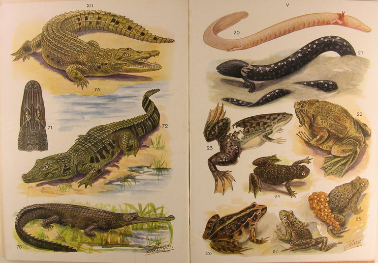 Petit atlas des Amphibiens et Rreptiles.