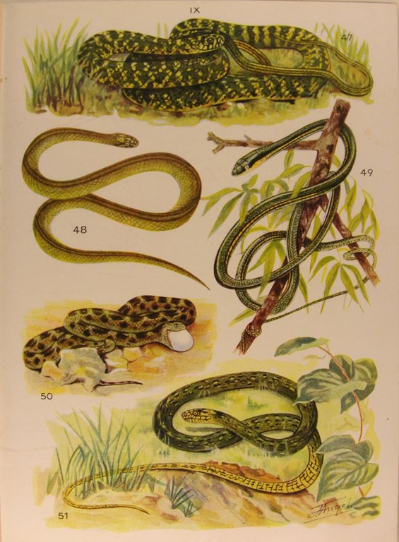 Petit atlas des Amphibiens et Rreptiles.