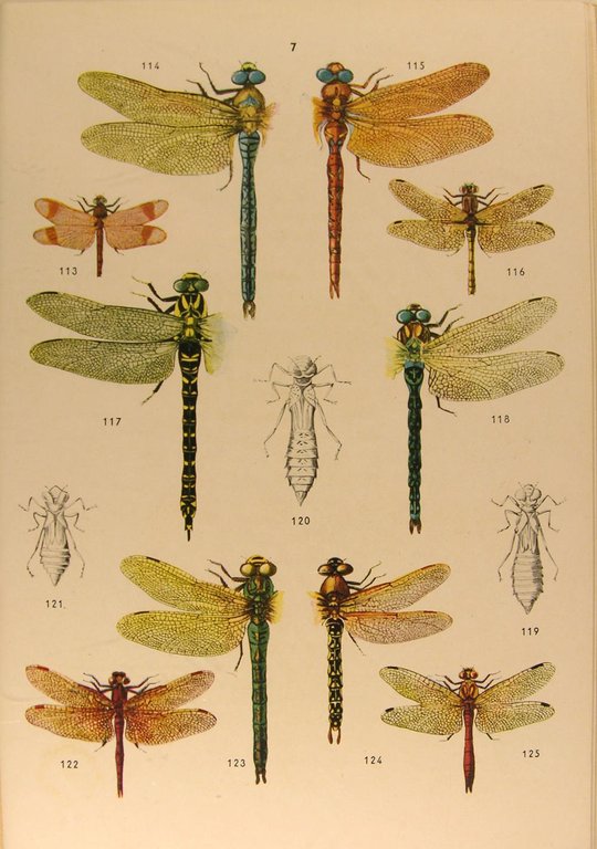 Petit Atlas des insectes. I et II.