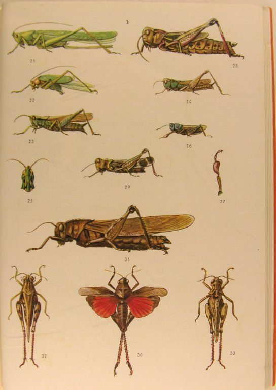 Petit Atlas des insectes. I et II.