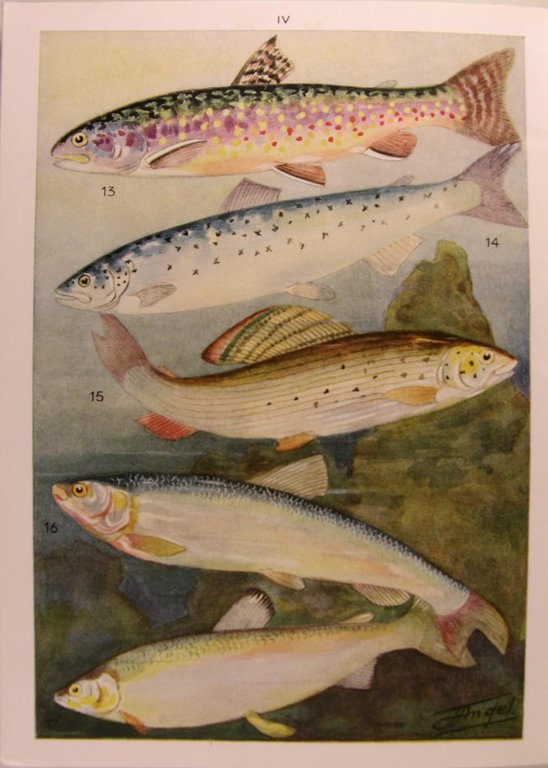 Petit Atlas des poissons - Atlas des vertébrés.