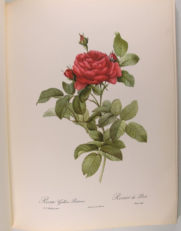 Pierre-Joseph Redouté Roses.