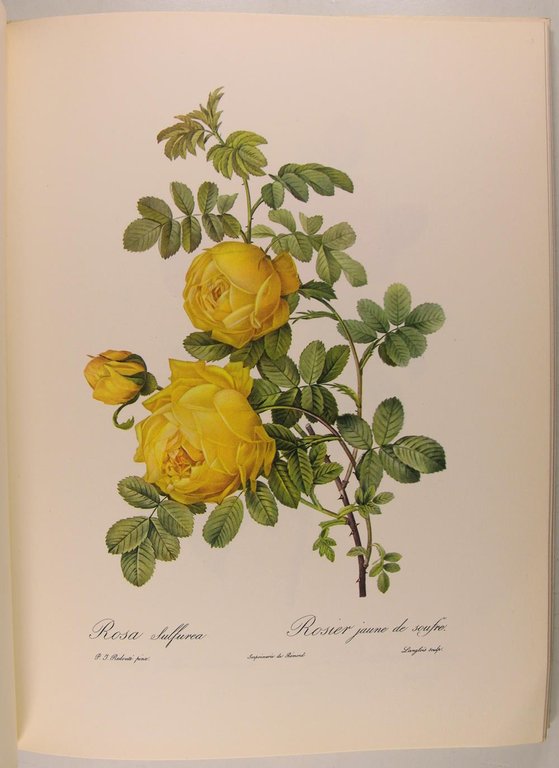 Pierre-Joseph Redouté Roses.