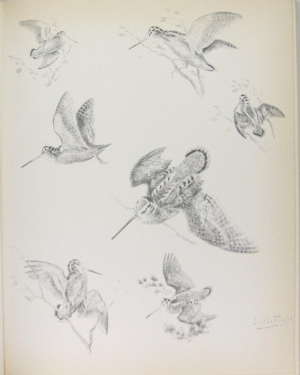 Subtilités de la chasse à la bécasse. | Immagine Gallery 2