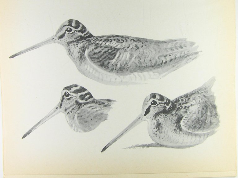 Subtilités de la chasse à la bécasse. | Immagine Gallery 3