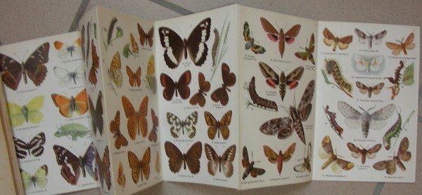 IL LIBRO DELLE FARFALLE. Con 25 tavole a colori rappresentanti … | Immagine Gallery 1