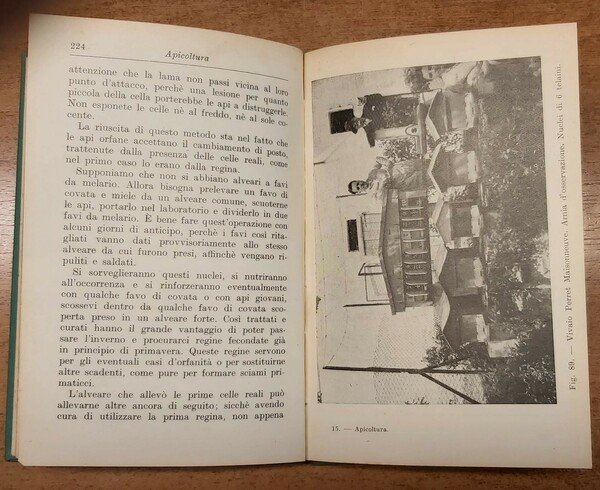 APICOLTURA.
