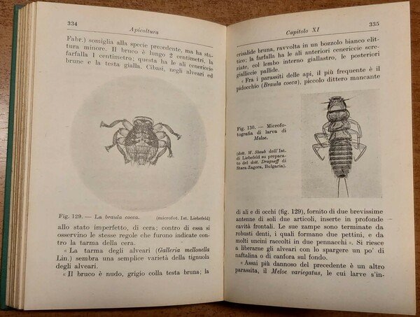 APICOLTURA.