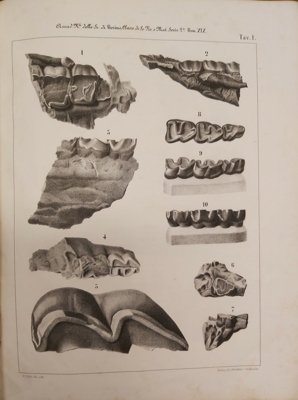 CENNI sui vertebrati fossili del Piemonte.