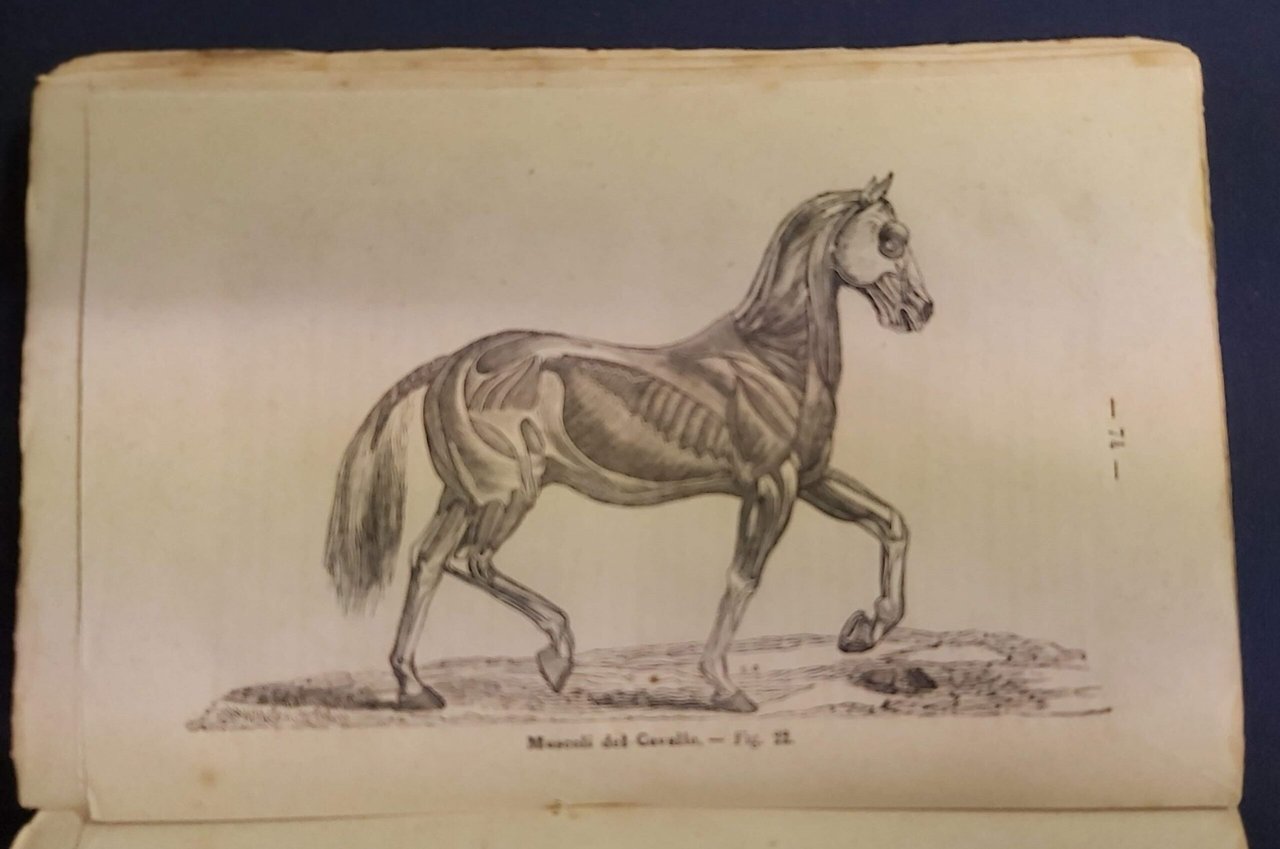 LE BELLEZZE E LE MERAVIGLIE del corpo del cavallo. Esteriore, …